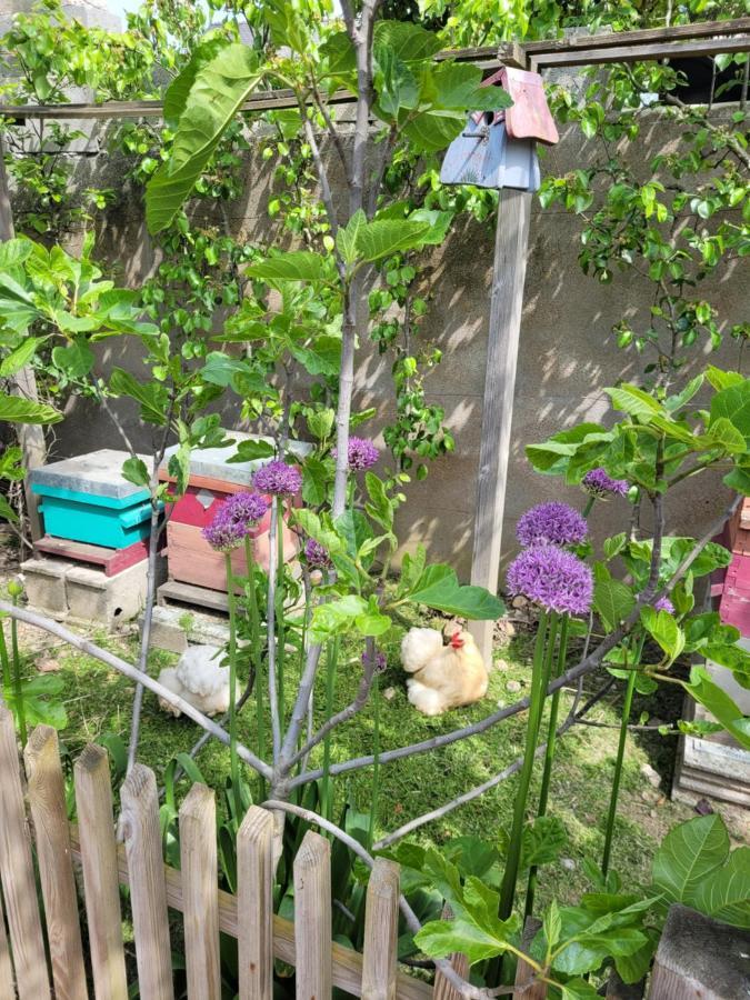 Tiny House Cosy 1 - Angers Green Lodge Εξωτερικό φωτογραφία